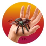 ΑΡΑΧΝΕΣ TREND 966209 ZOO RUBBER SPIDER
