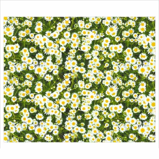 ΧΑΡΤΙ URSUS 50x68/300gr ΜΑΡΓΑΡΙΤΕΣ 10Φ